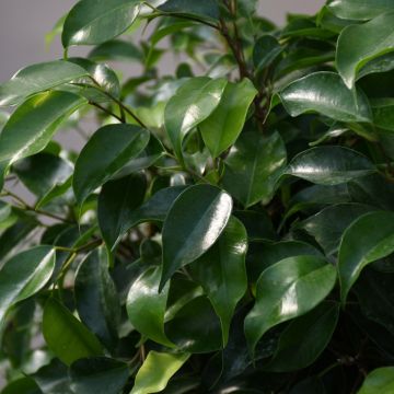 Ficus Benjamina 'Weeping Fig'