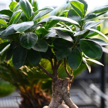 Ficus Microcarpa 'Ginseng'