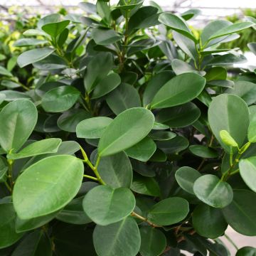 Ficus Microcarpa 'Moclame'