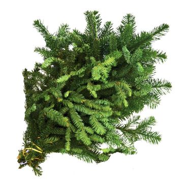 Fir 'Noble Fir'