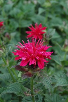 Monarda, Scarlet Beebalm 'Fireball'