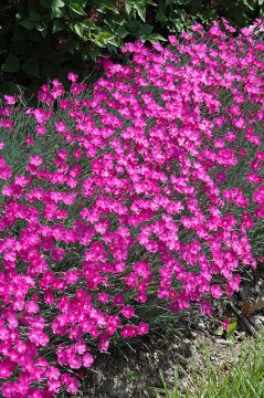 Dianthus, Cheddar Pinks 'Firewitch'