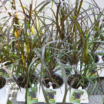 Pennisetum, Fountain Grass 'First Knight'
