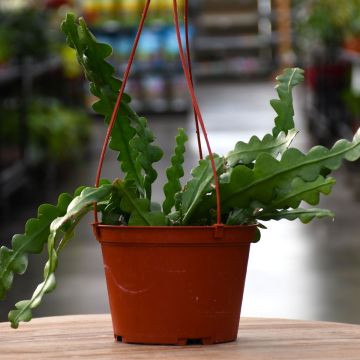 Cryptocereus Anthonyanus 'Ric Rac Cactus'