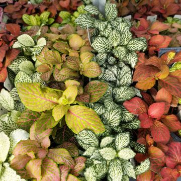 Fittonia, Nerve Plant Assortment