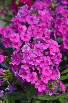 Phlox, Garden Flame® 'Purple'