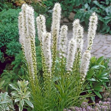 Liatris, Dense Blazingstar 'Floristan White'