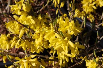 Forsythia, 'Gold Tide®'