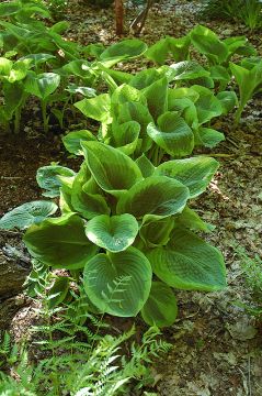 Hosta, Lime-Blue Leaf 'Frances Williams'