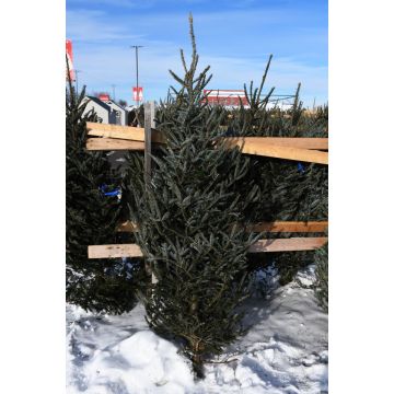 Fraser Fir 'Natural' Live Christmas Tree