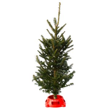 Table Top Tree 'Fraser Fir' with Stand