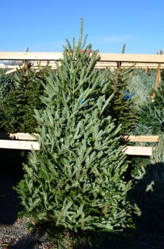 Fraser Fir Premium Christmas Tree