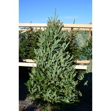 Fraser Fir 'Premium' Live Christmas Tree