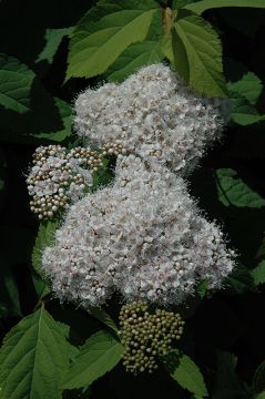 Spiraea, Fritsch Spirea