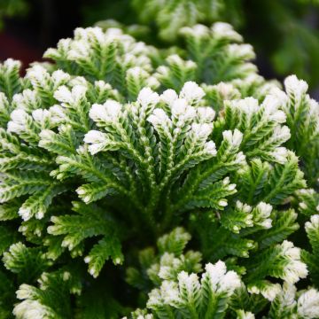 Selaginella, Spikemoss 'Frosty Fern'