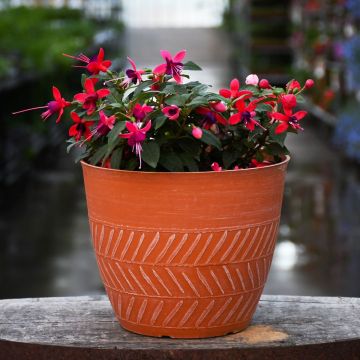 Fuchsia 'Ballerina' Patio Tub