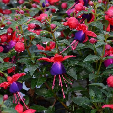 Fuchsia, Upright Aretes 'Jollies Nantes'