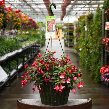 Fuchsia Mix Hanging Basket