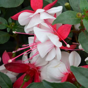 Fuchsia, Upright Aretes 'Arroyo Grande'