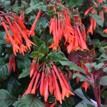 Fuchsia, 'Gartenmeister'