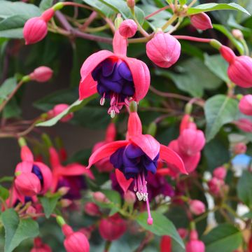 Fuchsia, 'Dollar Princess'