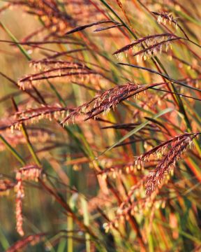 Andropogon gerardii, Big Bluestem 'Blackhawks'