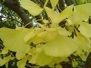 Ginkgo, 'Autumn Gold'