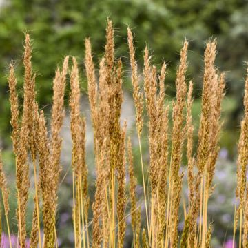 Sorghastrum, Indiangrass 'Golden Sunset™ Grass'