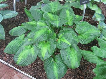 Hosta, Blue-Green Leaf 'Avocado'