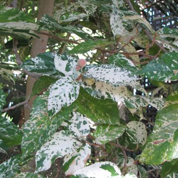 Ficus Aspera 'Clown Fig'