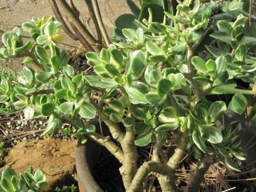 Crassula Ovata, Jade Plant 'Variegata