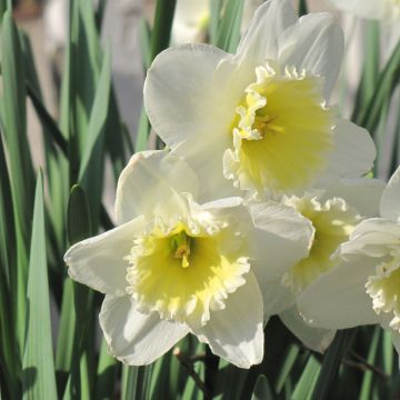 Narcissus, Large Cupped 'Ice Follies'