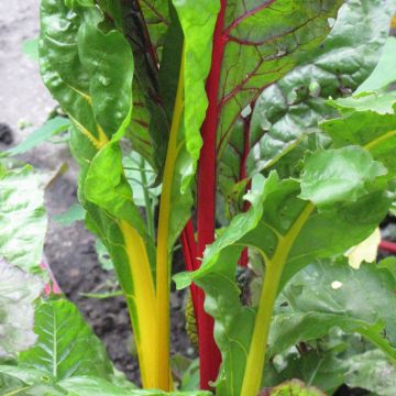 Beta, Swiss Chard, 'Bright Lights' (Edible)