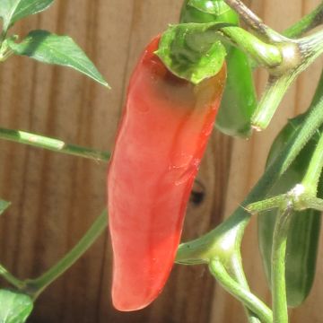 Capsicum, Hot Serrano Pepper