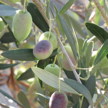 Olea Europaea 'Olive Tree'