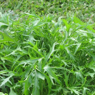 Arugula, Roquette