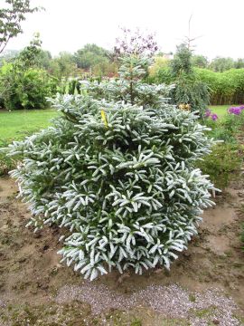 Abies, Korean Fir 'Silver Show'