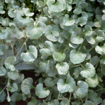 Dichondra, Silver Surfer™