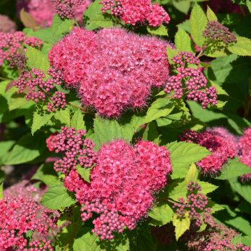 Spiraea, Japanese Spirea 'Double Play® Red'