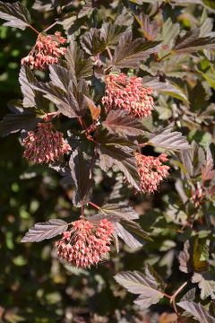 Physocarpus, Ninebark Tree 'Summer Wine'