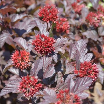 Physocarpus, Ninebark 'Ginger Wine™'