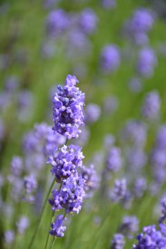 Lavandula, English Lavender 'Hidcote Blue'