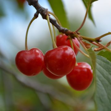 Prunus, Cherry 'Montmorency'