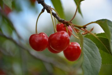 Prunus, Cherry 'Montmorency'