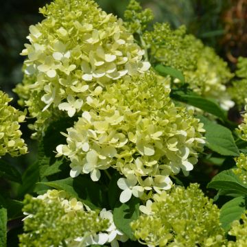 Hydrangea, Panicle 'Little Lime®'