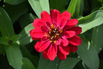 Zinnia, Profusion 'Double Hot Cherry'