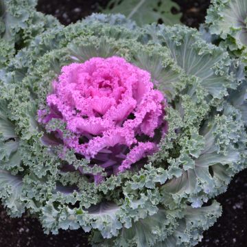 Brassica, Ornamental Kale 'Nagoya Red'