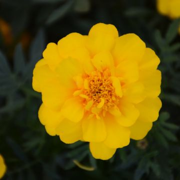 Tagetes, Marigold Durango® 'Yellow'