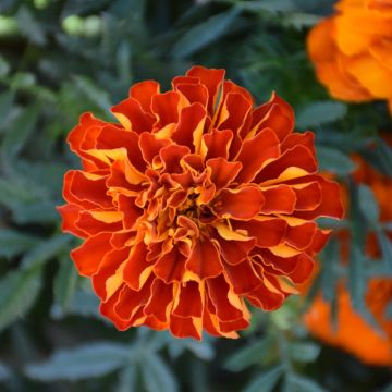 Tagetes, Marigold Durango® 'Red'