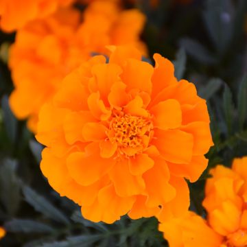 Tagetes, Marigold Durango® 'Orange'